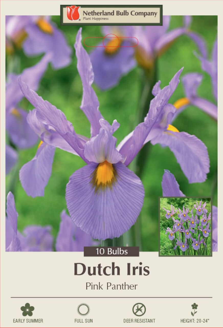 Pink Panther Dutch Iris 10 Bulbs - Great Cut Flower! - 8/9 cm Bulbs